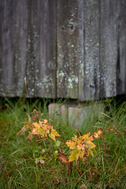 elobe_705160.jpg Höstfärger