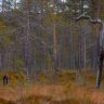 Torraka i höstmiljö...