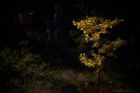 I rampljuset…