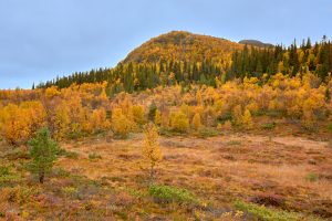 Guldberget...