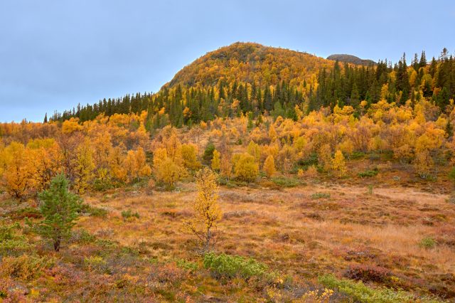 Höstguld