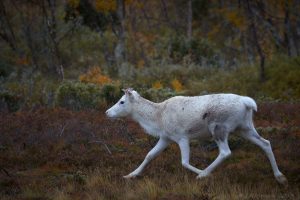 Den vita renen