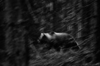 Bamse i brunsttider…