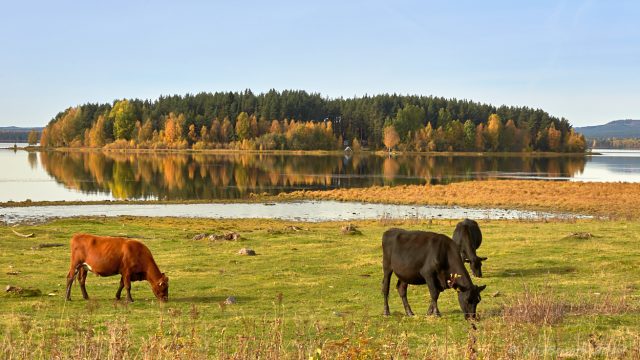Höstdag
