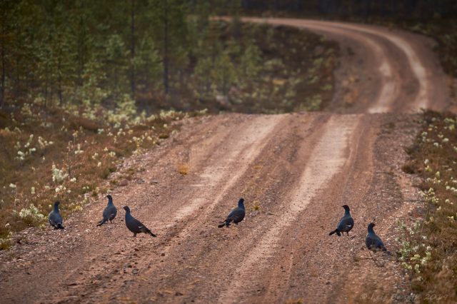 Höstens orrmöte