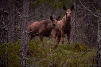 Älgkalvar