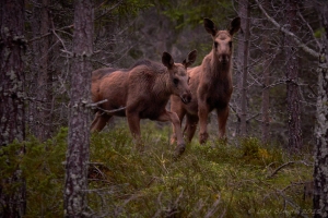 Älgkalvar