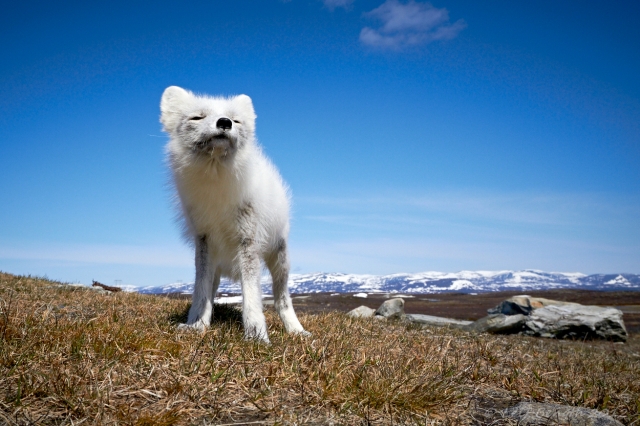 Fjällräv på Flatruet
