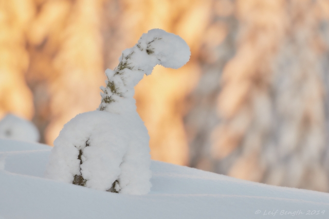 Vinterklädd giraff