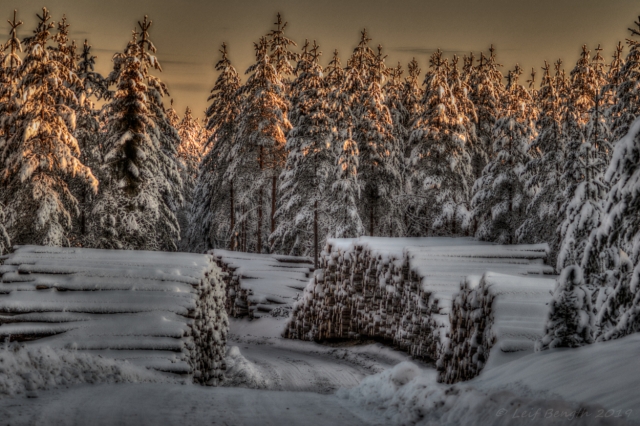Skogsskörd HDR-variant