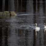 En knipa och ett par svanar