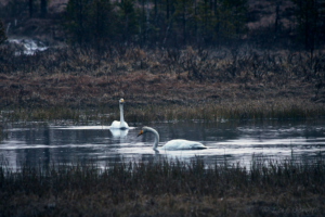 Sångsvanar