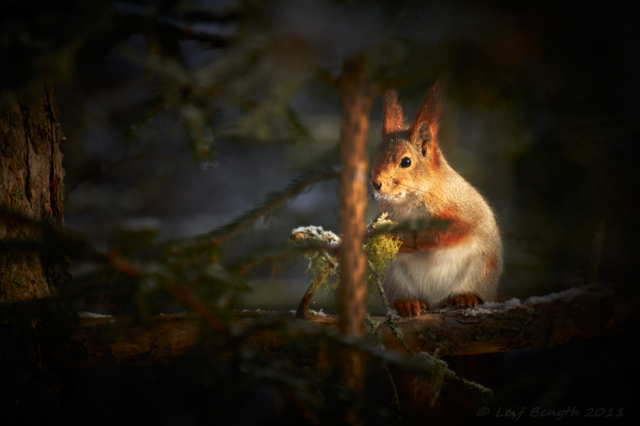 Ekorren på grenen...