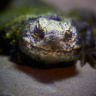 kroko