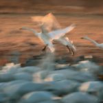 Lyfter mot solnedgång…