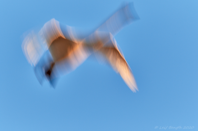 Flygande sångsvan