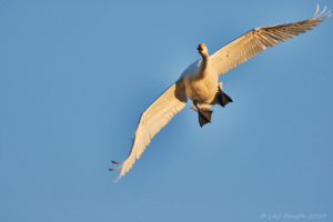 Inflygande