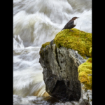 Strömstare Silvhytteå