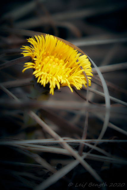 Tussilago