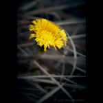 Tussilago Silvhytteå