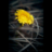 Tussilago Silvhytteå
