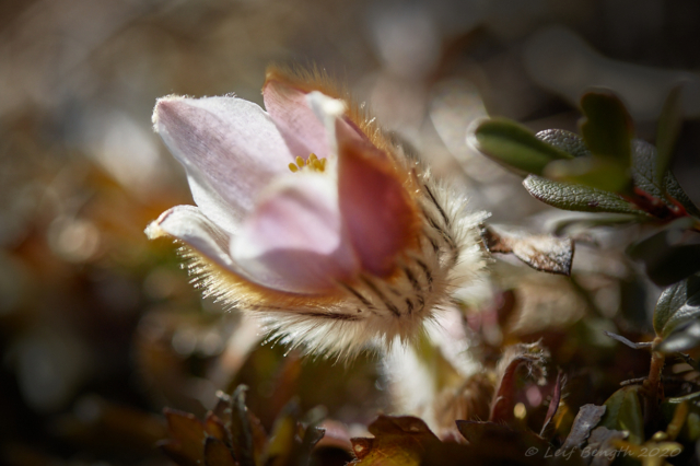 Tjölåtuppan/Mosippan 13 april - tuff blomma i stormbyar