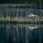 Sångsvan i Bysjön