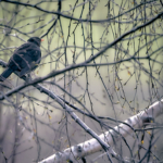 Koltrast i björkris