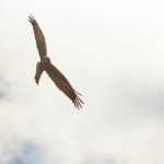 Brun kärrhök i motljus