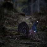 Tjädrar om morgonen…