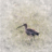 Storspoven