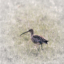Storspoven