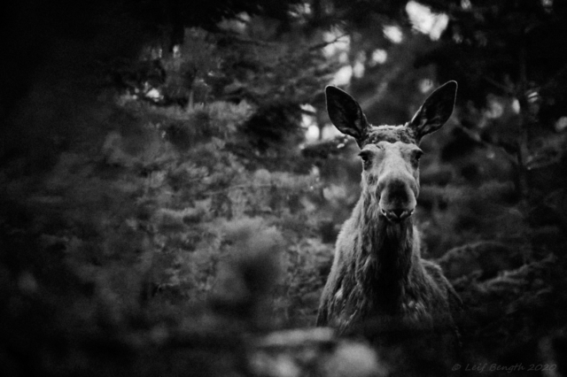 – Okej då… Menar du så här…