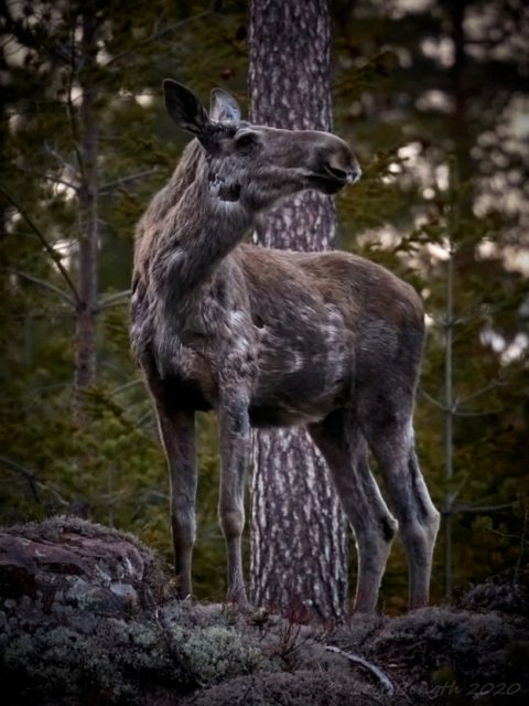 - Så här är jag också snygg! Eller hur fotografen :-)