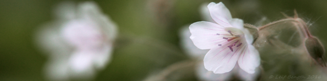 Midsommarblom
