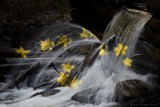 Blommande fall