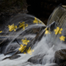 Blommande fall