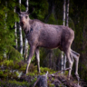 elobe_709004
