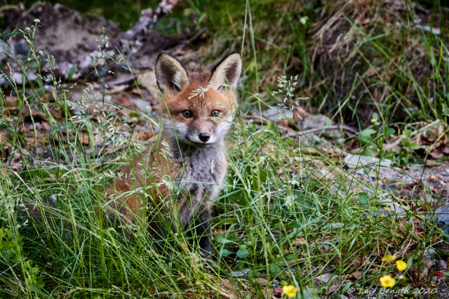 Rävunge