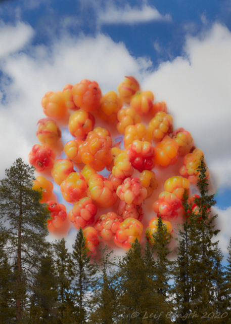 Cloudberries, Hjortron, Mörber