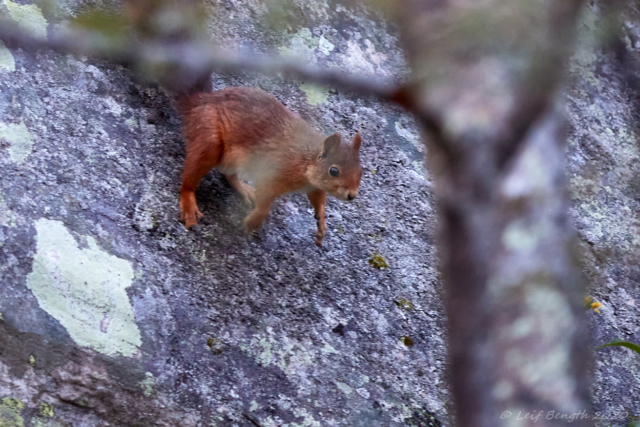 Ekorre vid Njupeskär