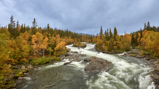 Höstgrannt men blåsigt, mulet och regn. Fjällbäcken Gaavesjohke