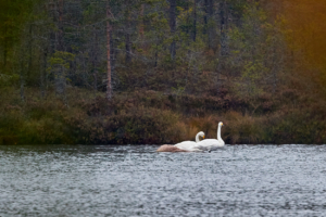 Fågelliv i Finland