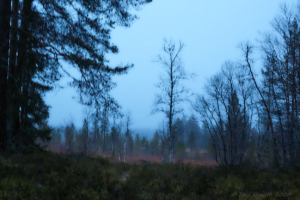 Novemberljus...