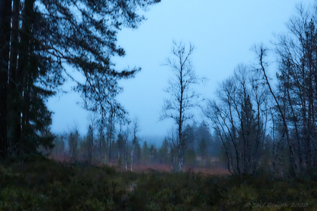 Myrskog i novemberljus