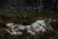 Lite vitt på skogarna