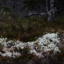Lite vitt på skogarna