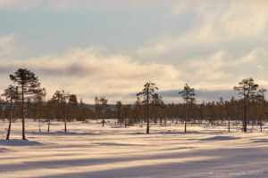 Morgonljus på Kölen