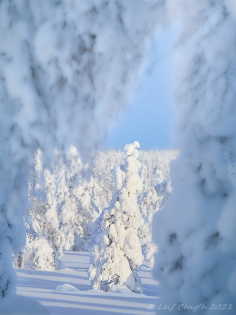 En skönhet i värmande solsken