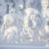Snötyngda